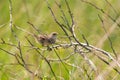 A young sparrow perched on a branch. Royalty Free Stock Photo
