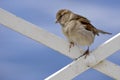 Young sparrow perched