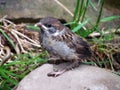 Young sparrow sitting on stone, bird close-up on blurry background, Passer domesticus, Royalty Free Stock Photo