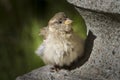Young sparrow sitting on a stone sculpture Royalty Free Stock Photo