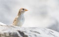 Young sparrow on the waterfront stone Royalty Free Stock Photo