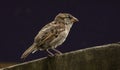 Young sparrow on a wooden fence