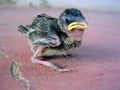 Young Sparrow