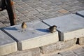 Young sparrows at home. Royalty Free Stock Photo