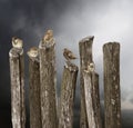 5 young sparrows sitting on an old fence