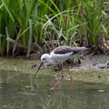 Young specimen of Black-winged stilt or Cavaliere D`Italia walks in water Royalty Free Stock Photo