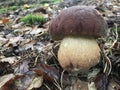 Young specimen of Boletus aereus or Dark cep mushroom. Stock Photo