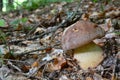 Young specimen of Boletus pinophilus or Pine Bolete