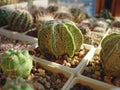 Young specimen of cactus Astrophytum niveum Royalty Free Stock Photo