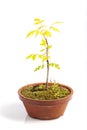 Young specimen of Koelreuteria paniculata bonsai