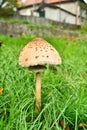 A young arasol mushroom in a meadow.