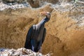 Young specimen of Northern bald ibis, hermit ibis or waldrapp - Geronticus eremita - in the nest Royalty Free Stock Photo