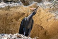 Young specimen of Northern bald ibis, hermit ibis or waldrapp - Geronticus eremita - perched on a cliff Royalty Free Stock Photo
