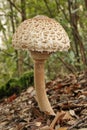 Parasol mushroom, yuong specimen