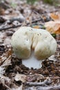 Young specimen of Russula virescens Royalty Free Stock Photo
