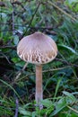 Young specimen of Slender parasol mushroom