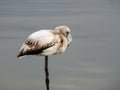 solitary flamingo, profile, remains standing in the shallow water Royalty Free Stock Photo