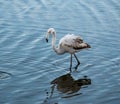 solitary flamingo, profile, remains standing in the shallow water Royalty Free Stock Photo