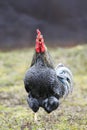 Young speckled rooster cheerfully sings in the morning, standin