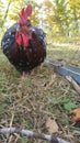 Young Speckled Sussex Rooster