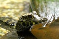 Young Spectacled Caiman Royalty Free Stock Photo