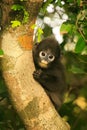Young Spectacled langur sitting in a tree, Ang Thong National Ma