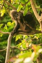 Young Spectacled langur sitting in a tree, Ang Thong National Ma