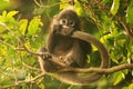 Young Spectacled langur sitting in a tree, Ang Thong National Ma