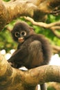 Young Spectacled langur sitting in a tree, Ang Thong National Ma