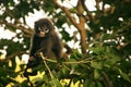 Young Spectacled langur sitting in a tree, Ang Thong National Ma