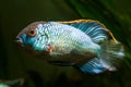 Young spectacular adult male of Nannacara anomala neon blue or dwarf neon nannacara fish