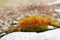Young Sphagnum Royalty Free Stock Photo