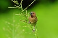 Young spice finch in the park Royalty Free Stock Photo