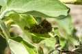 Young Spider Cluster Closeup