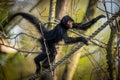 Spider Monkey Climbing in Forest Royalty Free Stock Photo