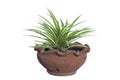 Young Spider Plant or Chlorophytum bichetii Karrer Backer plant is growing in brown pot isolated on white background.