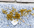 Young spiders, hatched from eggs in the nest. Colony of newborn Royalty Free Stock Photo