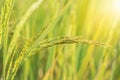 Young spike ear of jasmine rice growing in plantation paddy green field Royalty Free Stock Photo