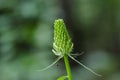 Young spiked rampion grow in forest