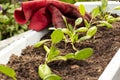 Young spinach plants in a container in a garden with gloves. Royalty Free Stock Photo