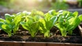 Young spinach plants displaying healthy growth in a raised garden bed Royalty Free Stock Photo