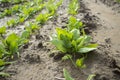 Young spinach plants at farmland Royalty Free Stock Photo