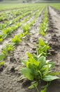 Young spinach plants at farmland Royalty Free Stock Photo