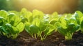 Young spinach plants illuminated by the soft morning sunlight Royalty Free Stock Photo