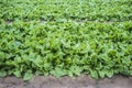 Young spinach plants at Vegas Bajas del Guadiana farmland Royalty Free Stock Photo