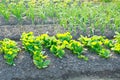 Young spinach plants on a vegetable garden patch Royalty Free Stock Photo