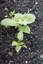 Young spinach plants Royalty Free Stock Photo