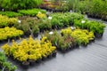 Young spirea plants in plastic pots, seedling of trees, bushes, plants.