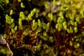 Young sporophytes of the moss, Pohlia nutans, in springtime Conn Royalty Free Stock Photo