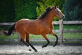 young sport horse galloping in paddock Royalty Free Stock Photo